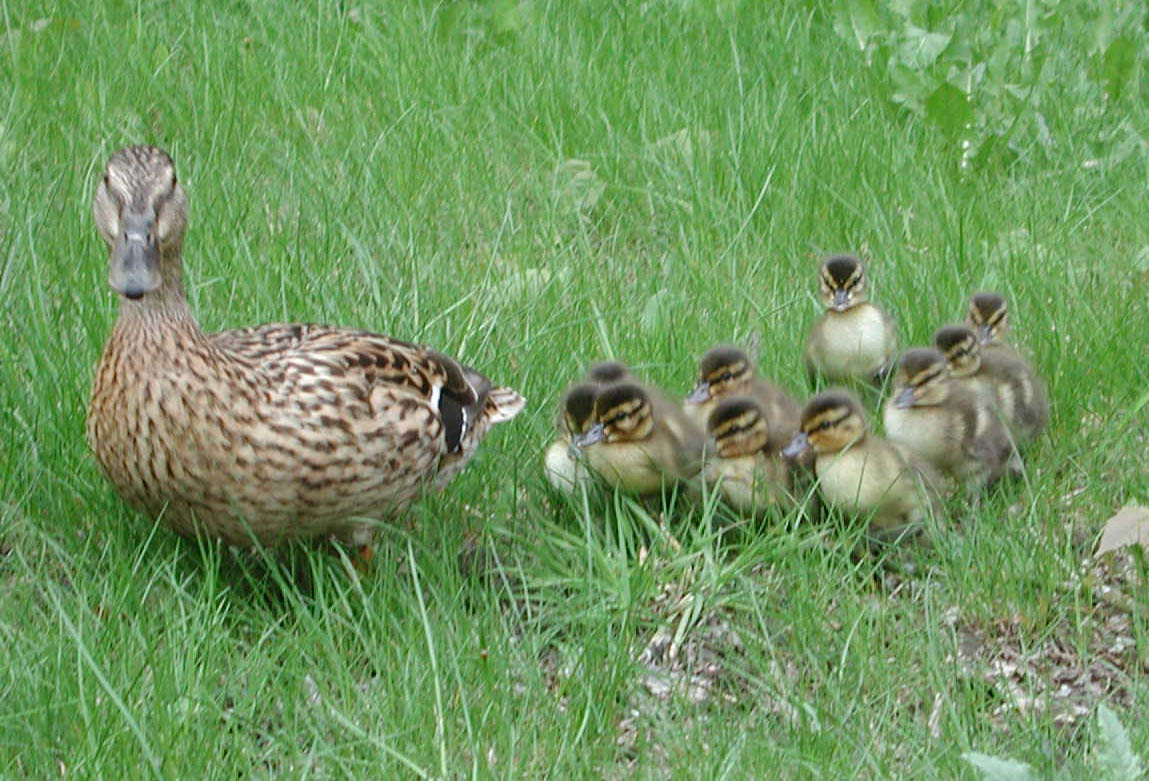 maman canard et ses petits